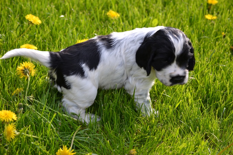 Vrh H a CH 02- Hart.JPG